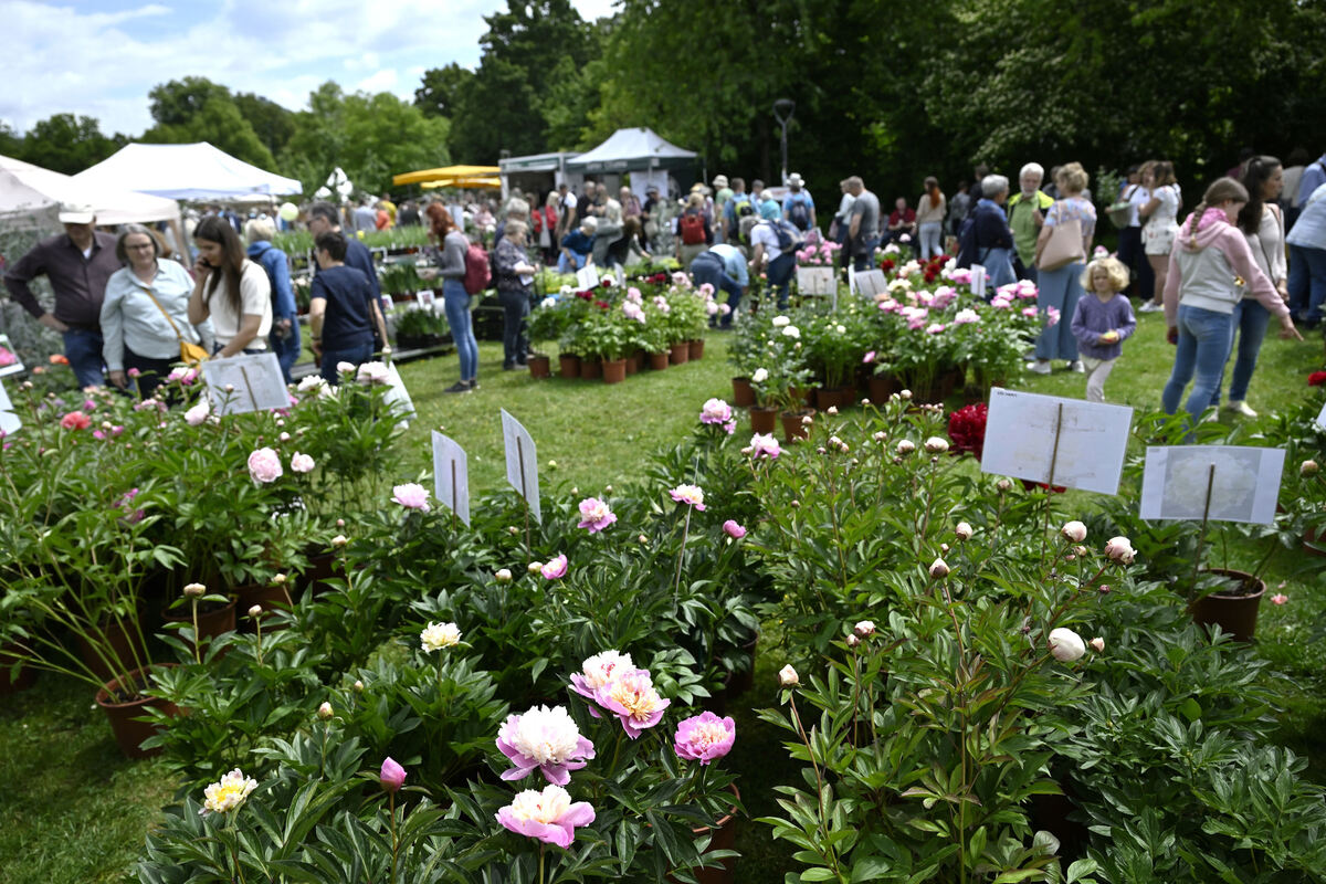 gardenlife_29_05_25_pieth_online_6