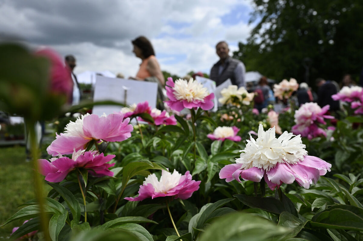 gardenlife_29_05_25_pieth_online_7