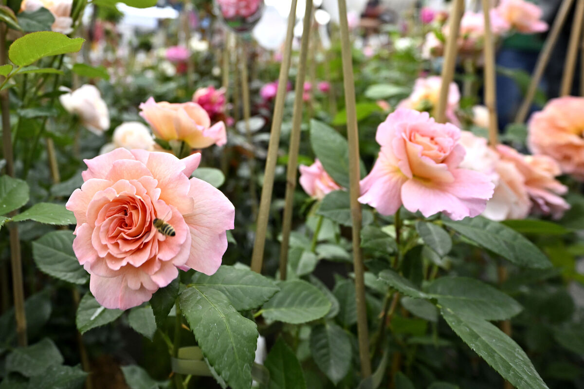 gardenlife_29_05_25_pieth_online_9