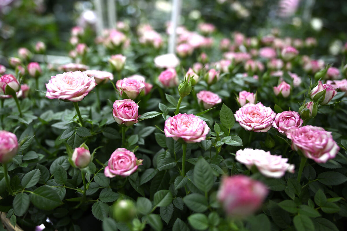 gardenlife_29_05_25_pieth_online_17