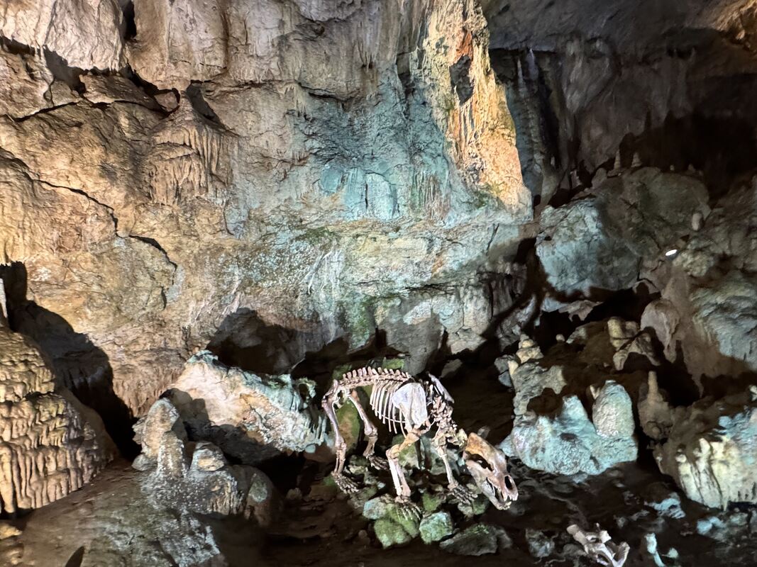 Bärenhöhle_Bär-Skelett