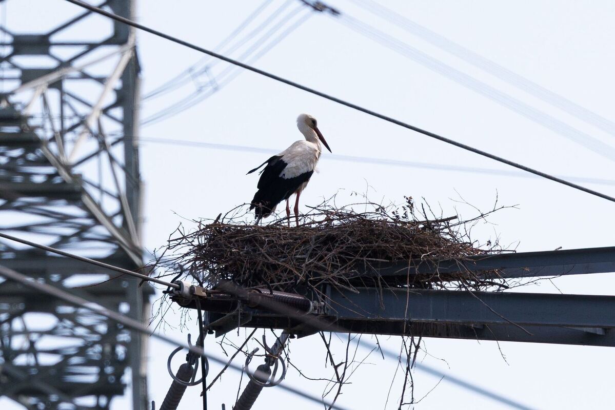 Storch auf Strommasten Storch auf Strommasten