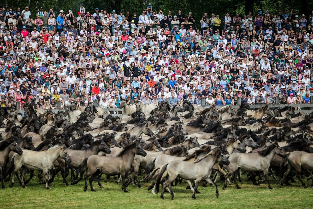 Traditioneller Fang der Wildpferde im Merfelder Bruch