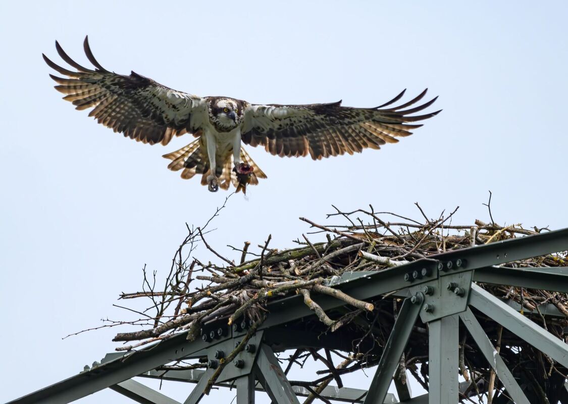 Fischadler im Anflug Fischadler im Anflug