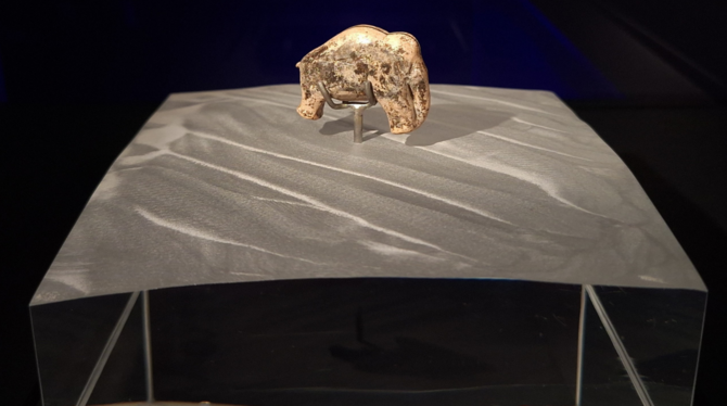 alb, Mammut, urmu Das kleine Mammut fasziniert auch nach 40.000 Jahren