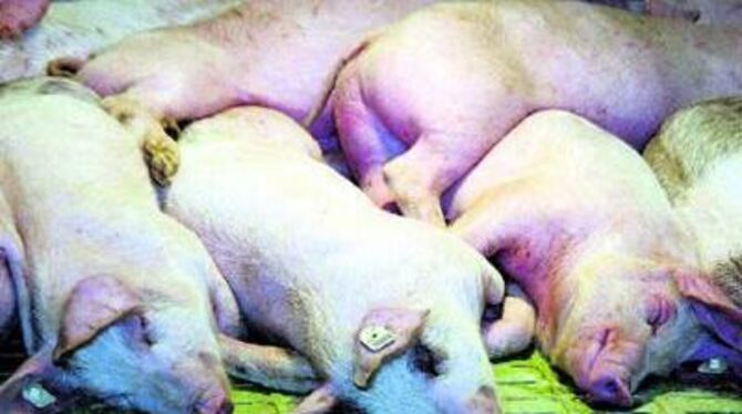Gegen den Schweinestall an sich will keiner was haben, wurde betont. Allerdings gegen das, was die Tiere von sich geben.
FOTO: AP