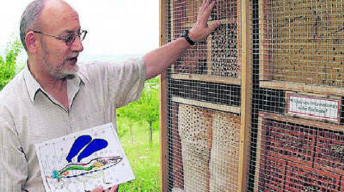 Frank Korndörfer an einem Wildbienenstand. Die neue Serie des Biologen vom Nabu Pfullingen befasst sich mit Insekten.
FOTO: REISNER