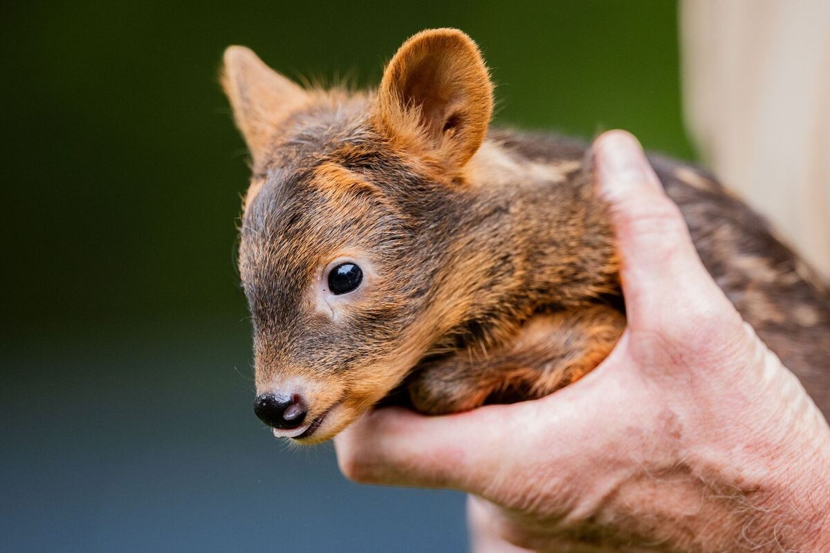 Südpudu-Nachwuchs im Kölner Zoo Südpudu-Nachwuchs im Kölner Zoo