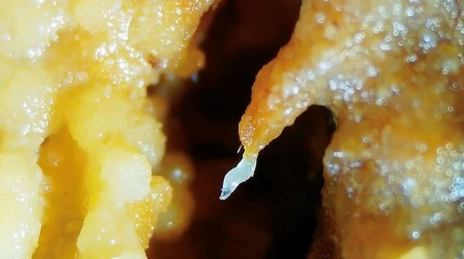 Turm aus Fadenwürmern