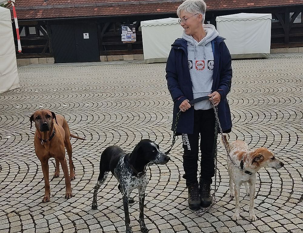 KH-Markt M Wachhunde 2025 - 1000