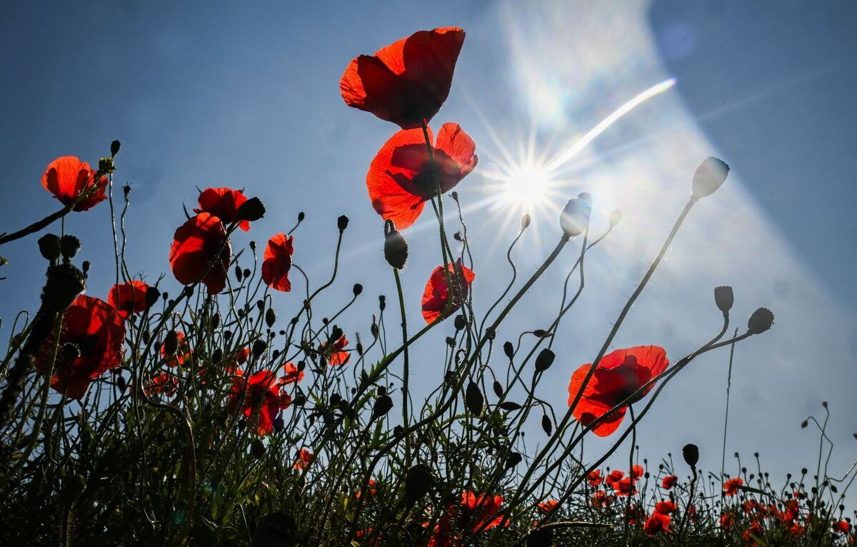 Sommer in Niedersachsen Sommer in Niedersachsen