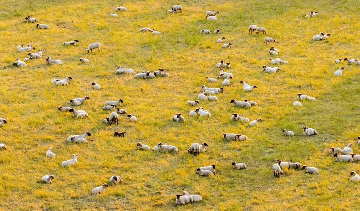 Sommermorgen in Hannoer Sommermorgen in Hannoer