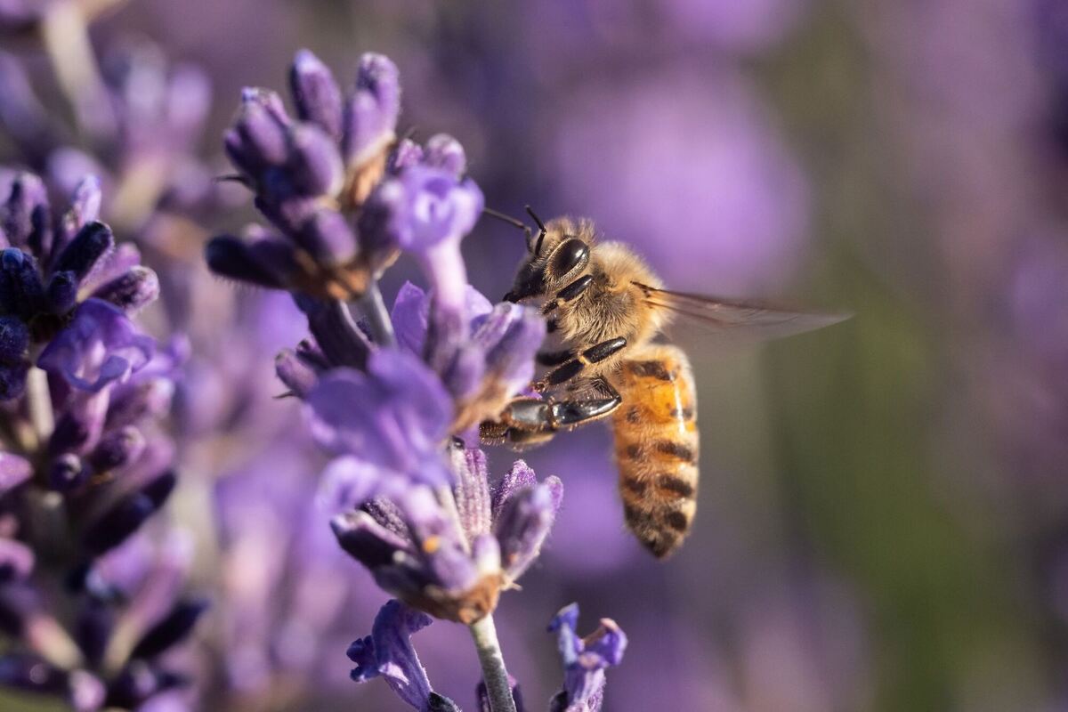 Sommer in Baden-Württemberg Sommer in Baden-Württemberg