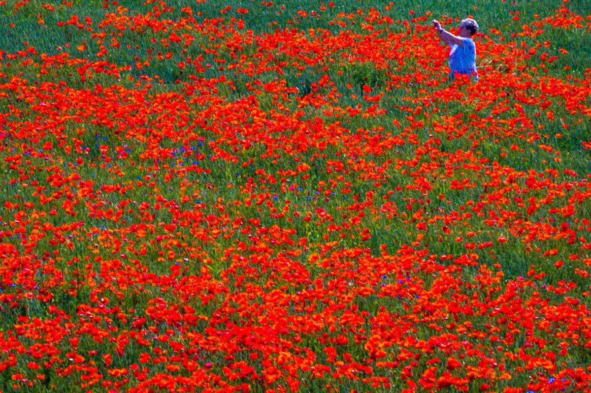 Mohnblüte in Norddeutschland Mohnblüte in Norddeutschland