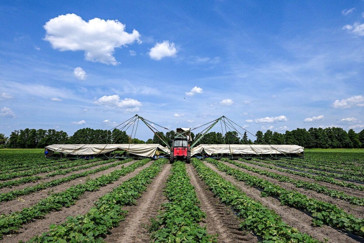 Erntestart der Spreewälder Gurken Erntestart der Spreewälder Gurken