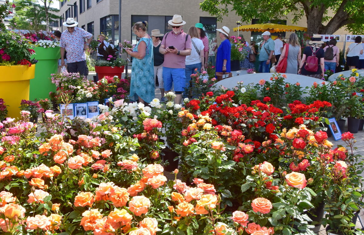 Rosenmarkt Mössingen FOTO MEYER001