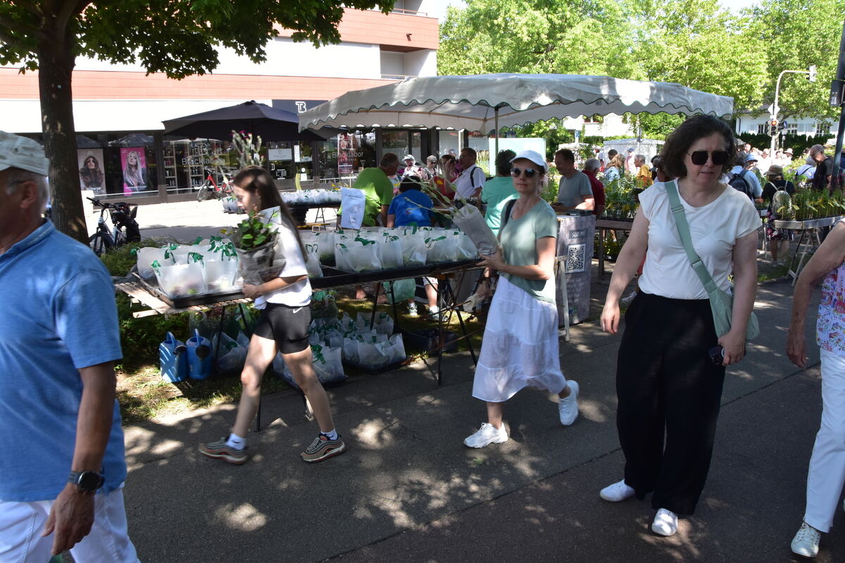 Rosenmarkt Mössingen FOTO MEYER005