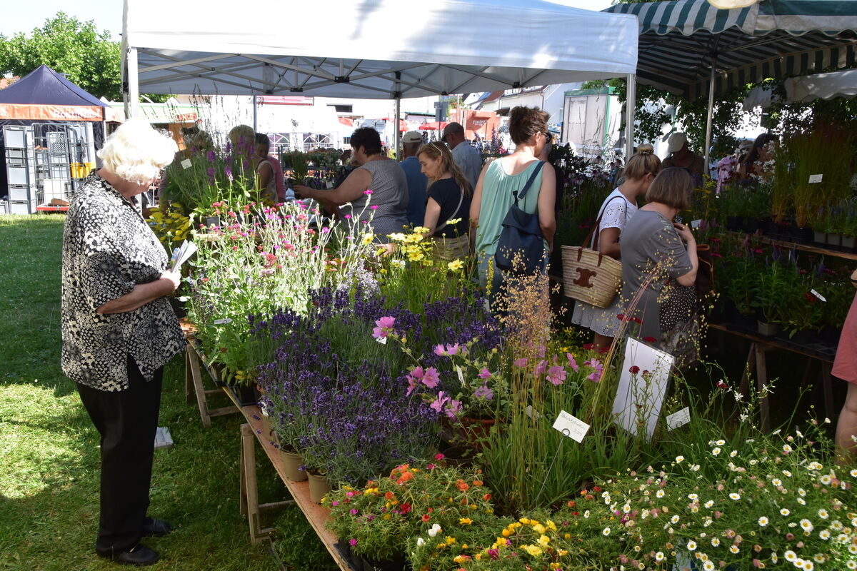Rosenmarkt Mössingen FOTO MEYER008