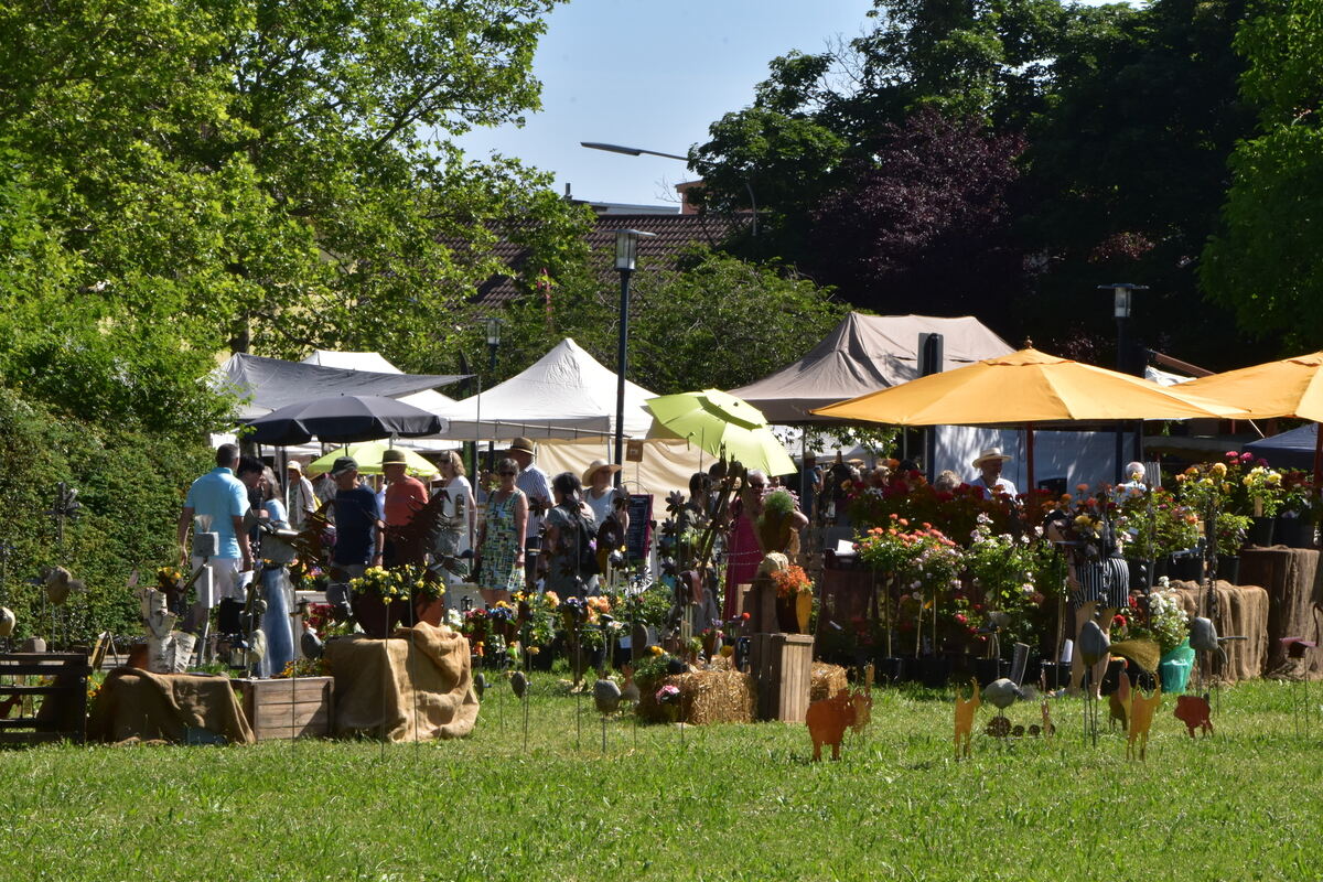 Rosenmarkt Mössingen FOTO MEYER010