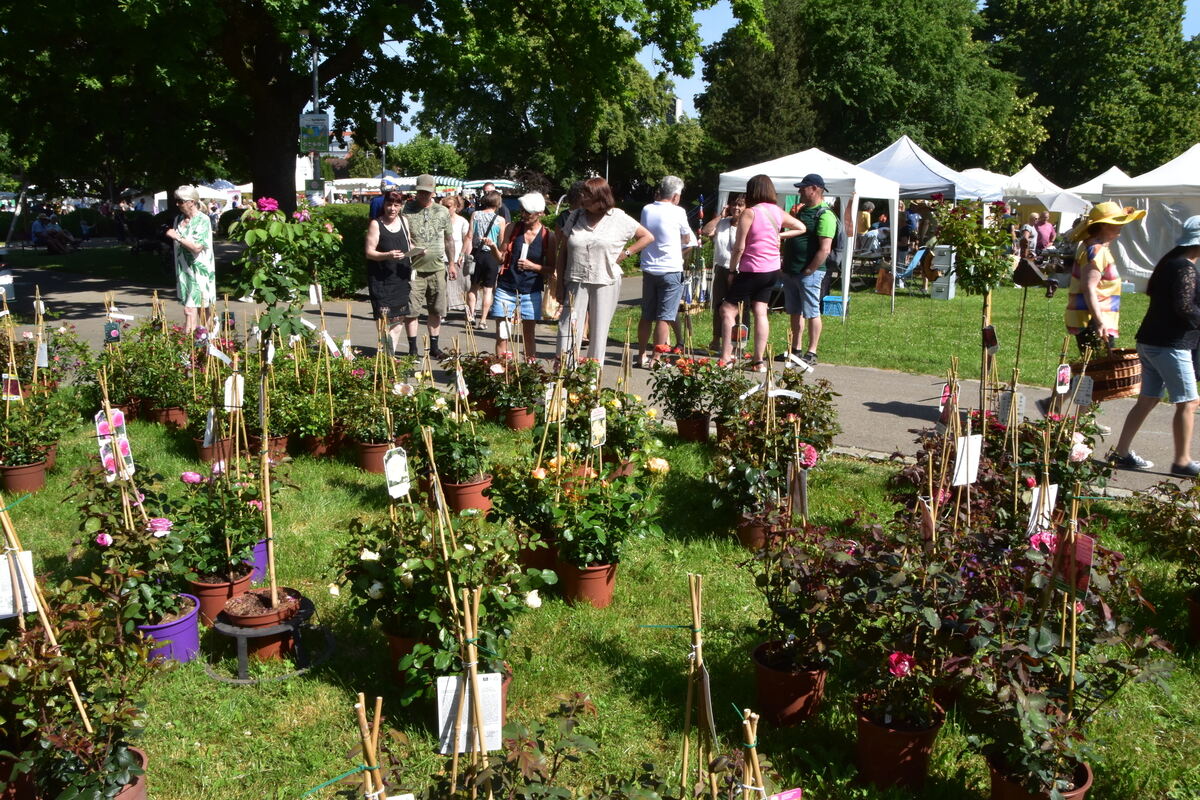 Rosenmarkt Mössingen FOTO MEYER013
