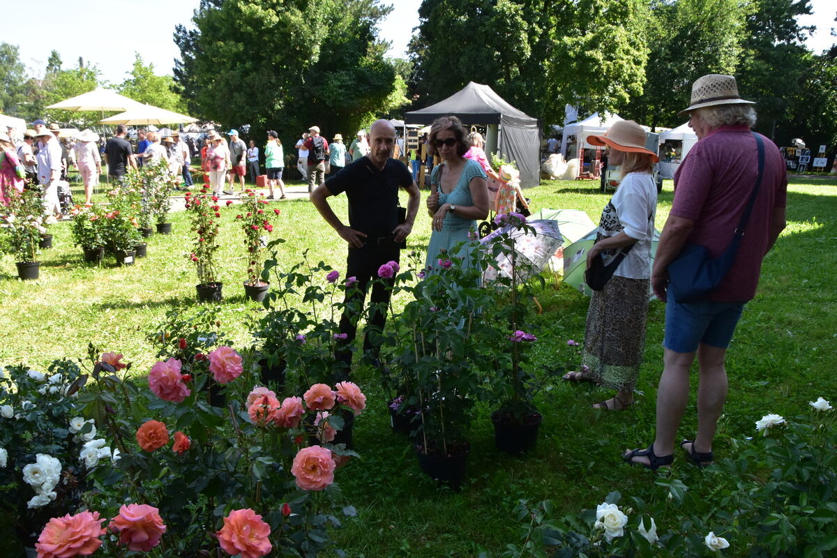 Rosenmarkt Mössingen FOTO MEYER021