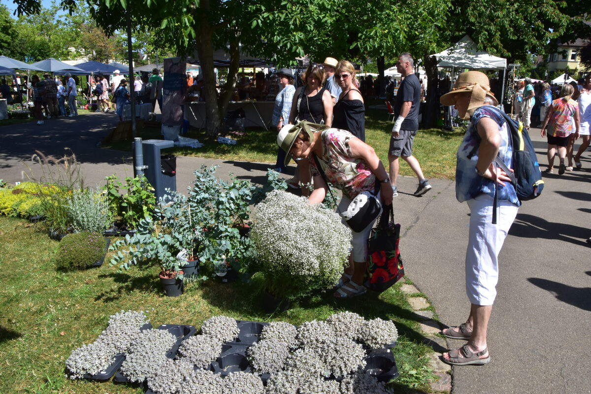 Rosenmarkt Mössingen FOTO MEYER024