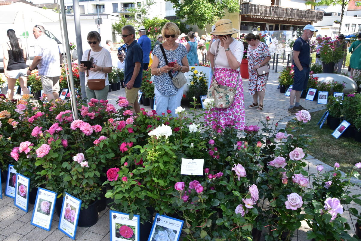 Rosenmarkt Mössingen FOTO MEYER032