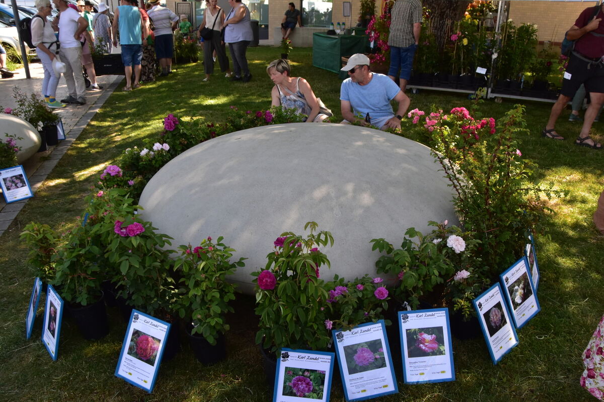Rosenmarkt Mössingen FOTO MEYER033