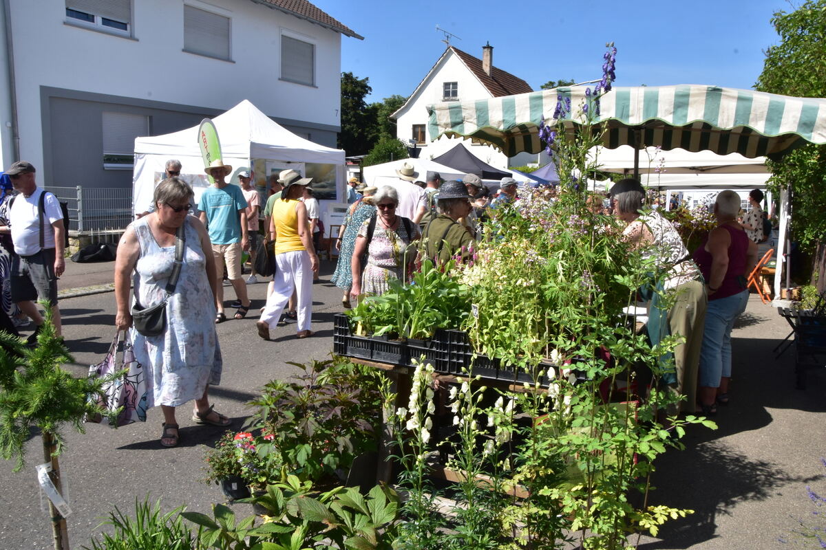 Rosenmarkt Mössingen FOTO MEYER040
