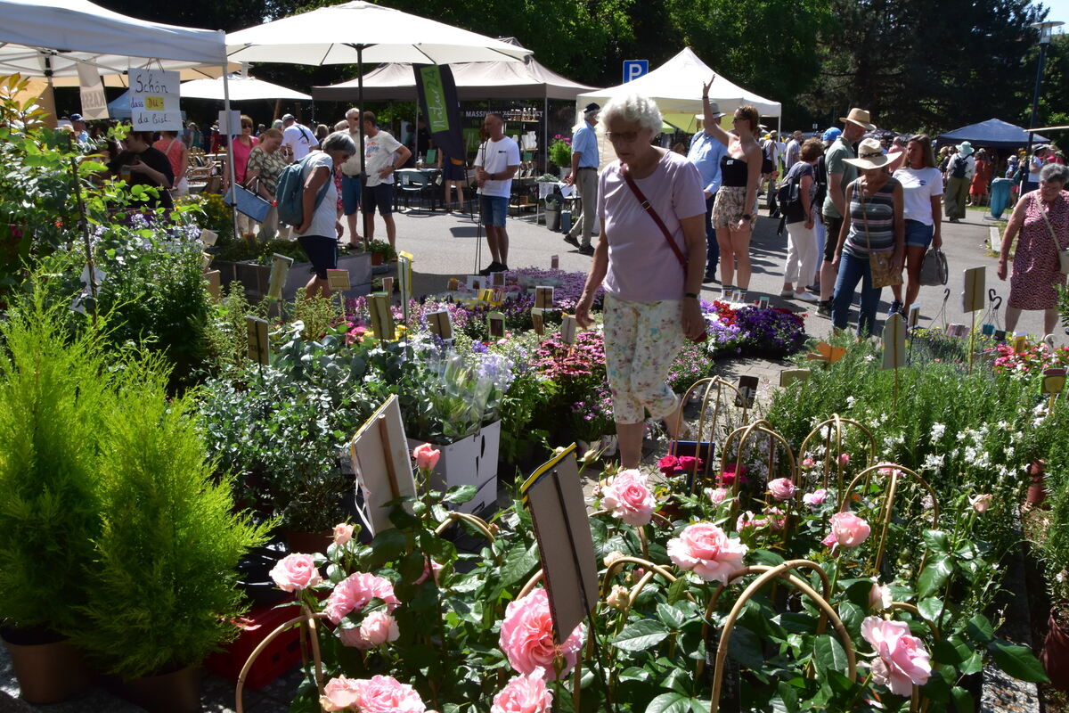 Rosenmarkt Mössingen FOTO MEYER044