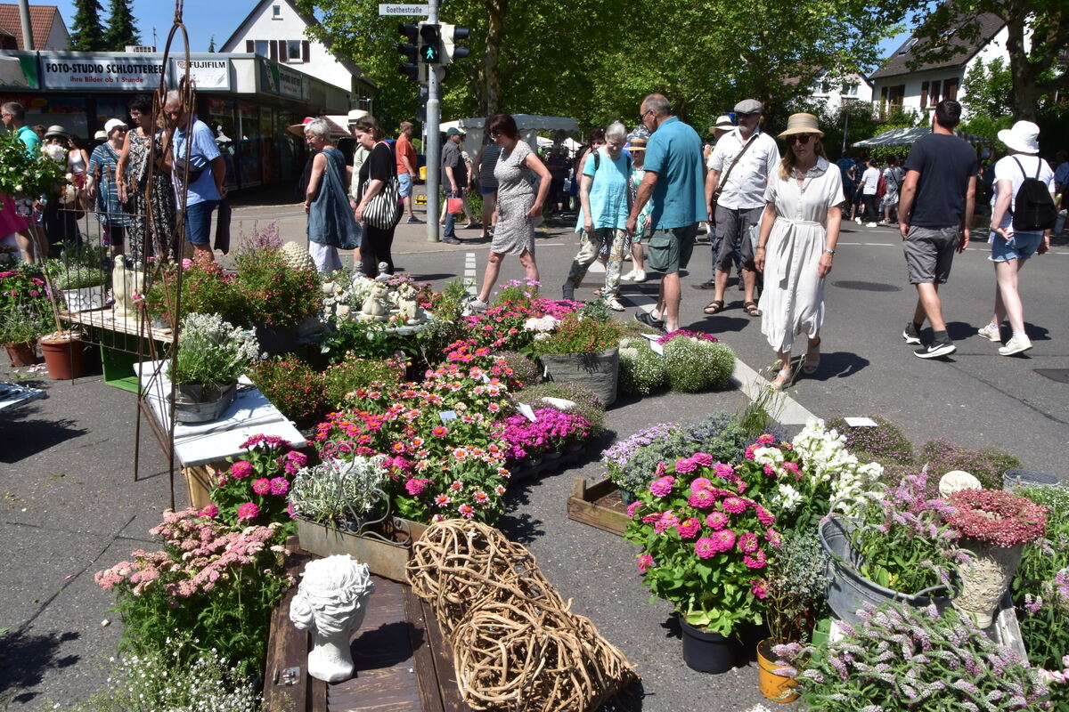Rosenmarkt Mössingen FOTO MEYER051