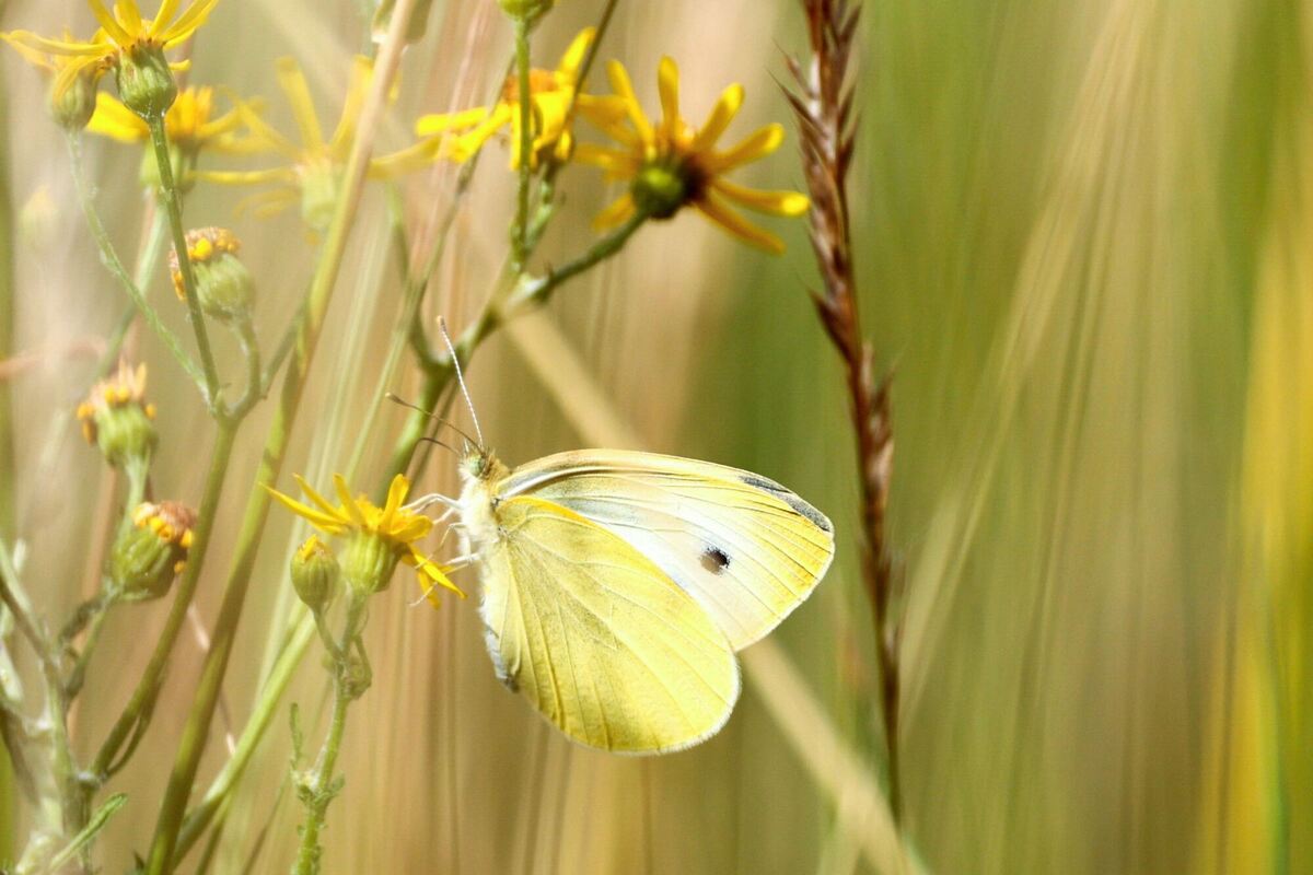 Sommerwetter in Nordrhein-Westfalen Sommerwetter in Nordrhein-Westfalen
