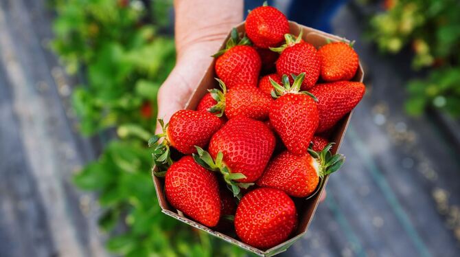 Beginn der Erdbeerernte