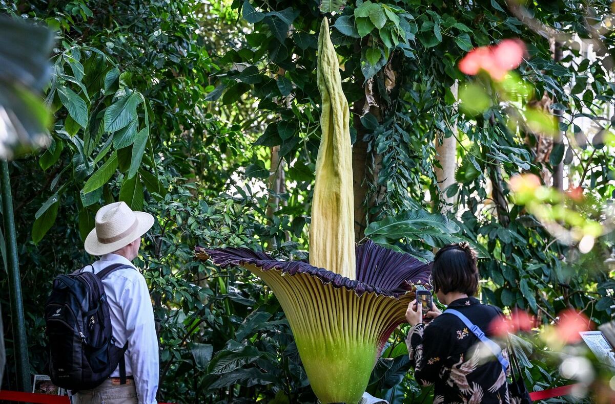 Riesige Titanenwurz blüht im Botanischen Garten in Berlin