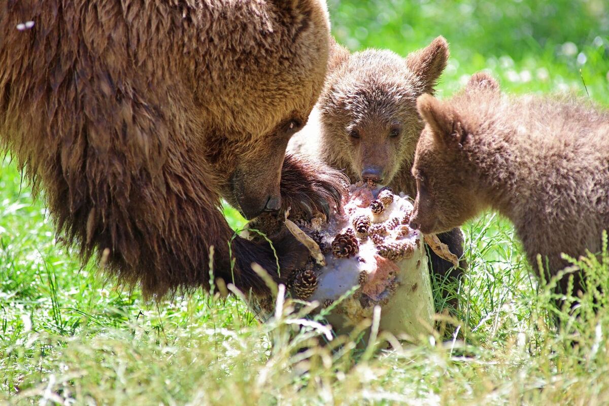 Eisbombe für Bären im Tierpark Hexentanzplatz Eisbombe für Bären im Tierpark Hexentanzplatz