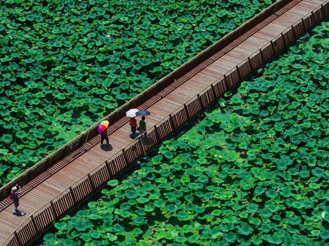Lotusblumen in China