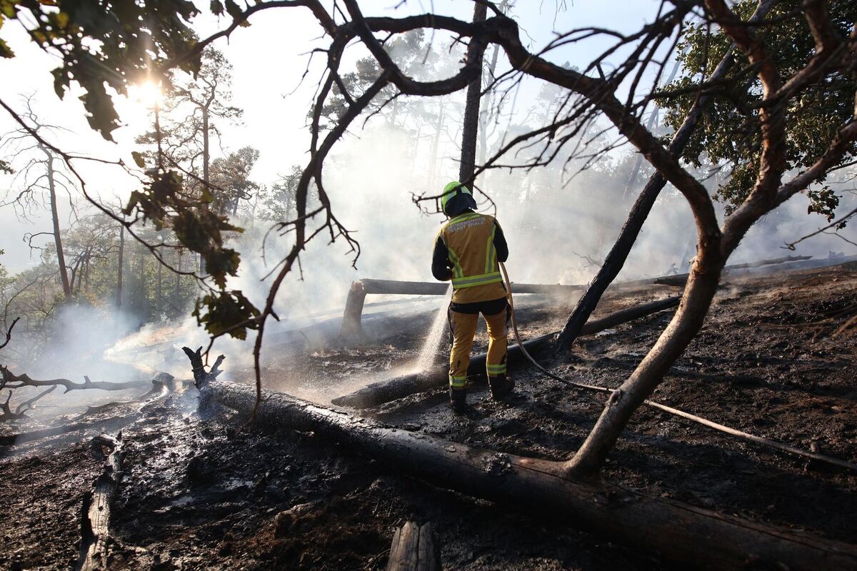 Waldbrand bei Thale im Harz Waldbrand bei Thale im Harz