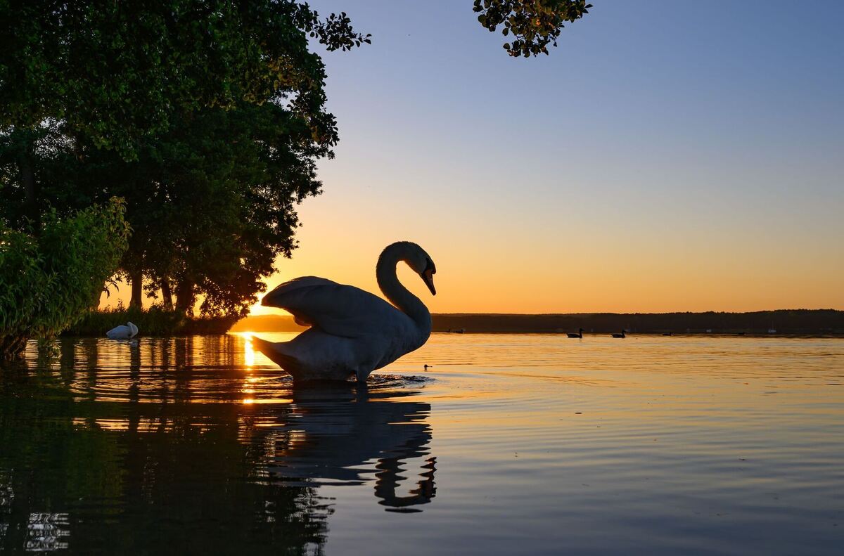 Hitze in Deutschland - Sonnenaufgang über dem Scharmützelsee