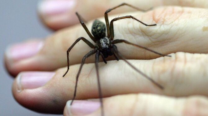 KINA - Isst man im Schlaf Spinnen?