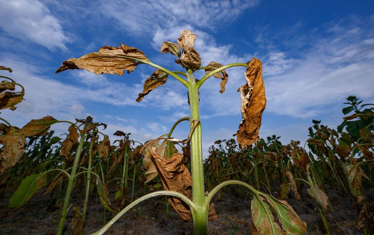 Trockenheit in der Landwirtschaft