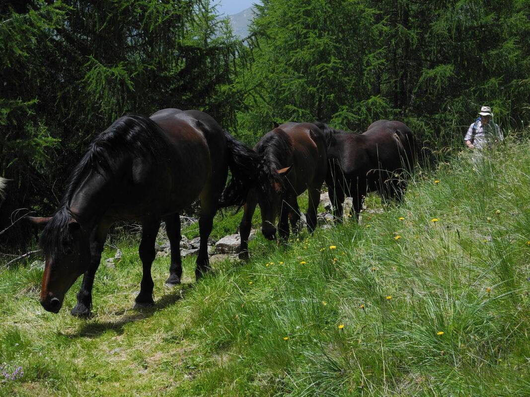 GEA-DAV-Wanderreise_Osttirol_Marc Roeder (10)