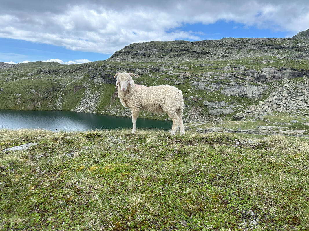 GEA-DAV-Wanderreise_Osttirol_Iris Goldack (79)