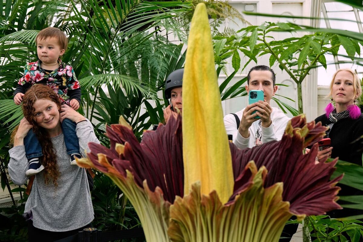 Blühender Titanenwurz in San Francisco Blühender Titanenwurz in San Francisco