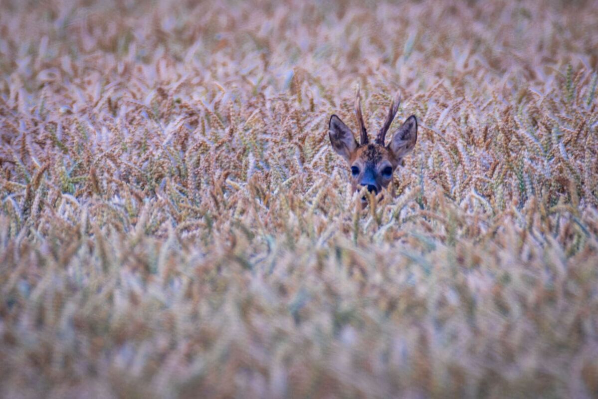Morgenstimmung in Norddeutschland Morgenstimmung in Norddeutschland