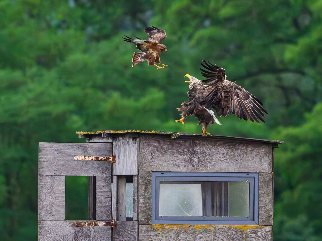 Mäusebussard und Seeadler streiten sich