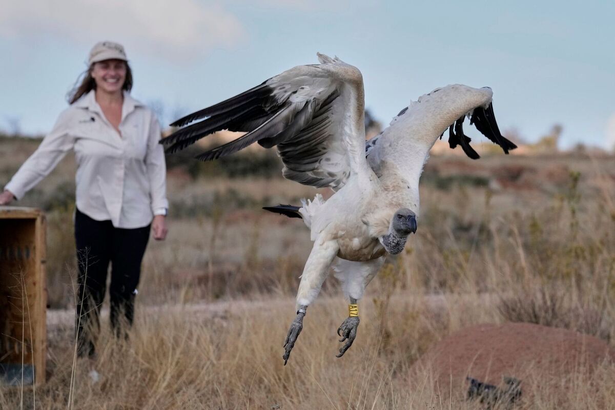 Auswilderung von Geiern in Südafrika Auswilderung von Geiern in Südafrika