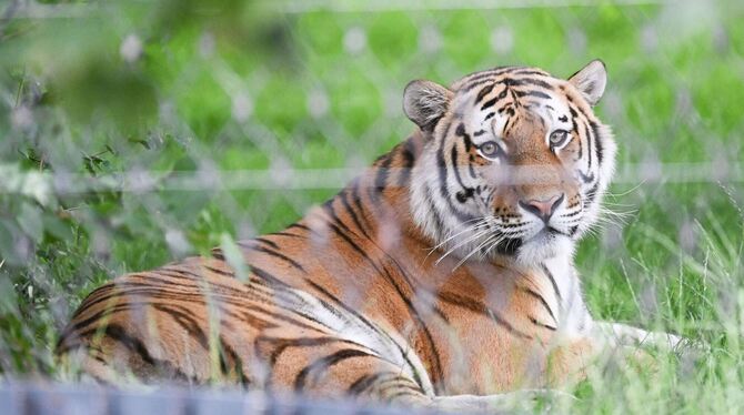Neue Anlage für Amur-Tiger in der Wilhelma