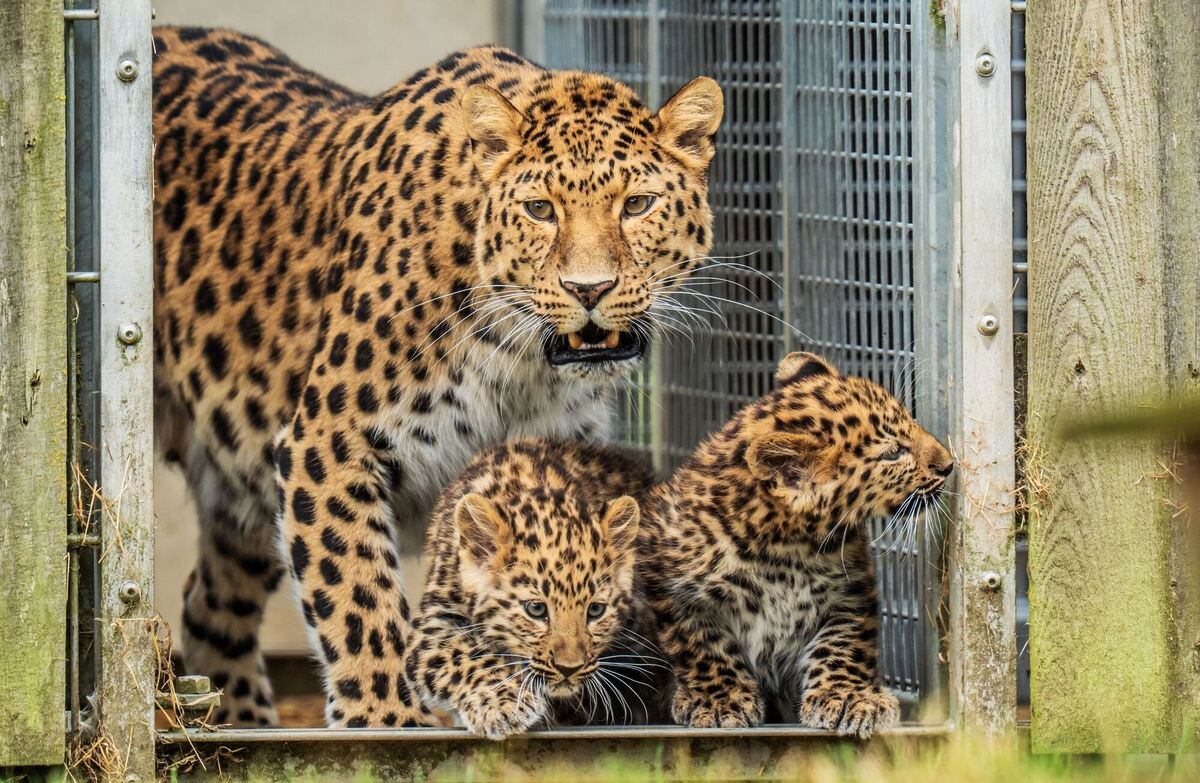 Jungtiere im Yorkshire Wildlife Park Jungtiere im Yorkshire Wildlife Park