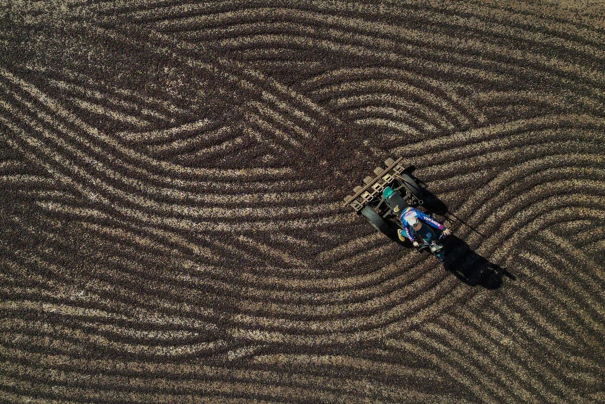 Kaffeebohnen zum Trocknen in Brasilien