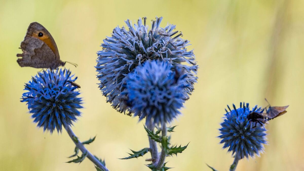 Wetter in Sachsen-Anhalt